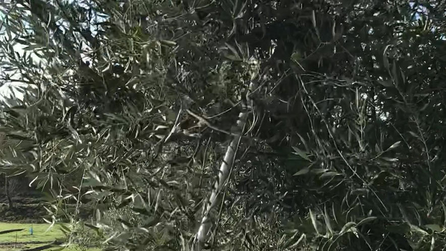 Apanha mecanizada com vibrocultor, em oliveiras mais velhas